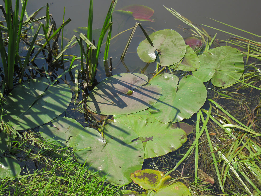 Изображение особи Nuphar lutea.