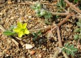 Tribulus terrestris. Веточка с цветком. Крым, Керченский полуостров, Опукский заповедник, пляж. 6 августа 2010 г.