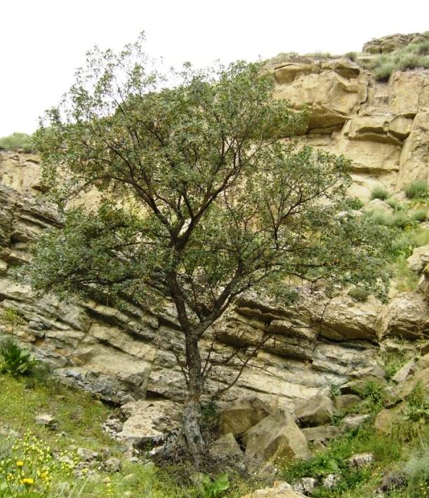 Image of Acer turcomanicum specimen.