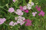 Achillea millefolium. Цветущие растения (вид сверху). Московская область, Раменский р-н, окрестности дер. Хрипань, дачный участок. 27.07.2007.