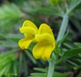 Melampyrum herbichii