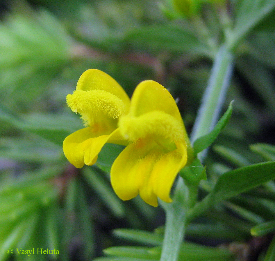 Image of Melampyrum herbichii specimen.