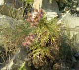 Lamyra echinocephala. Плодоносящее растение на скале берегового откоса. Черноморское побережье Кавказа, щель Прасковеевская, вблизи скалы Парус. 23.08.2011.