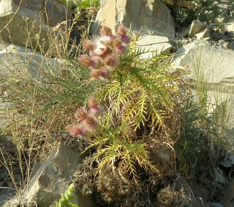 Изображение особи Lamyra echinocephala.