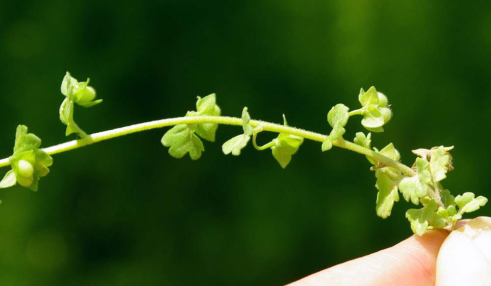 Image of Veronica polita specimen.