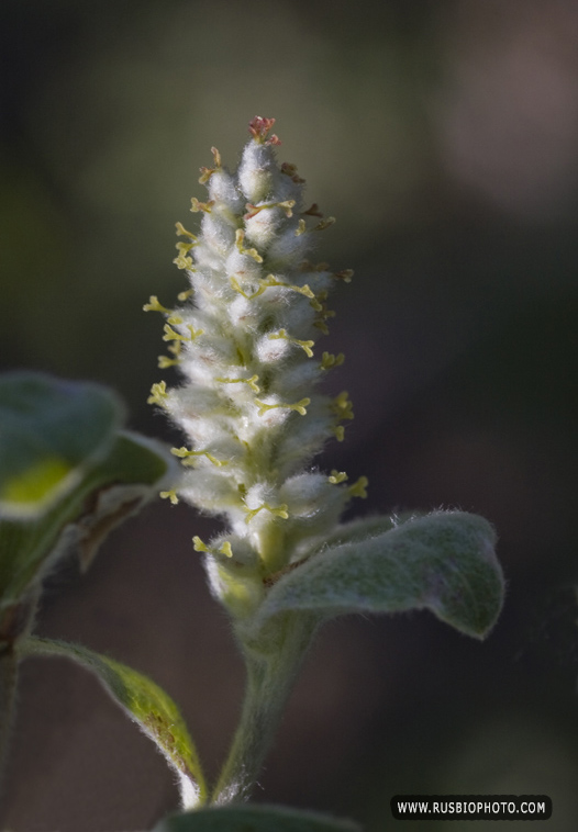 Image of Salix glauca specimen.