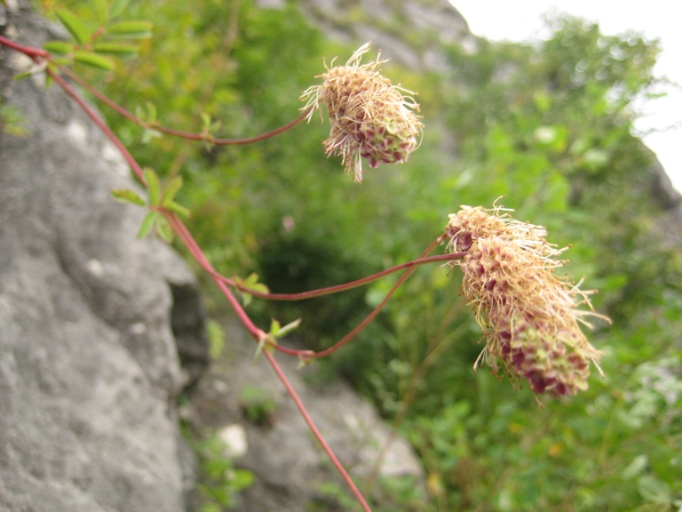 Изображение особи Sanguisorba magnifica.