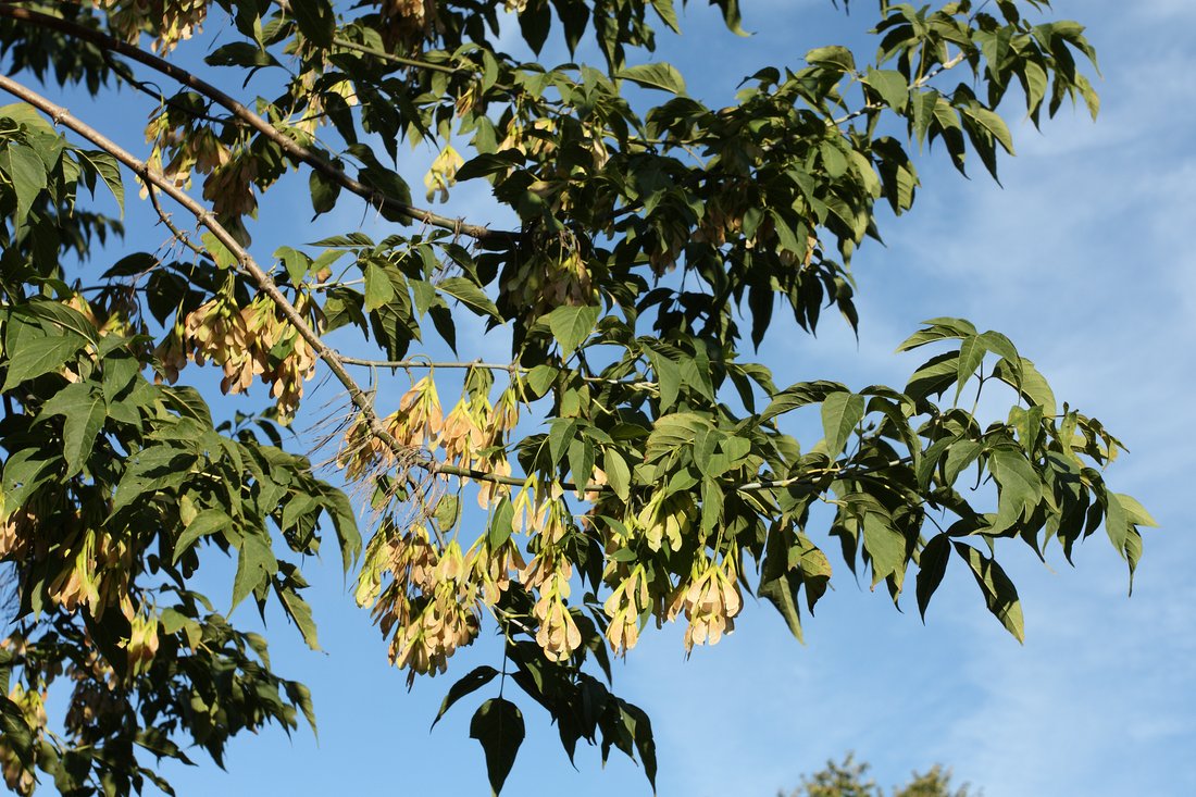 Image of Acer negundo specimen.
