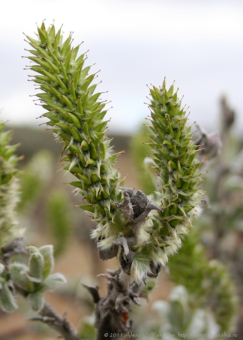 Image of Salix lanata specimen.