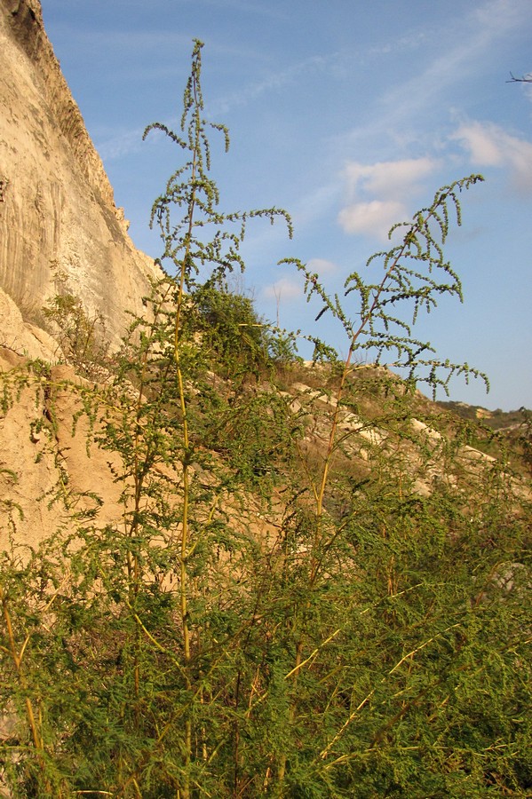 Image of Suaeda altissima specimen.