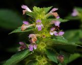 Galeopsis bifida. Верхушка цветущего растения. Московская обл., Раменский р-н, окр. дер. Хрипань, просека под ЛЭП. 03.07.2011.