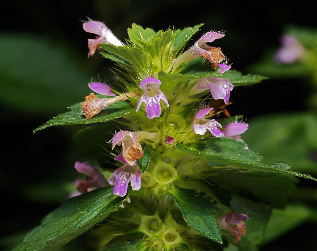 Изображение особи Galeopsis bifida.