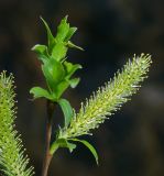 Salix myrsinifolia. Верхушка побега с соцветиями. Московская обл., Раменский р-н, окр. дер. Хрипань, опушка леса. 05.05.2011.