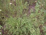 Anthericum ramosum