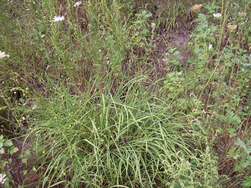 Изображение особи Anthericum ramosum.