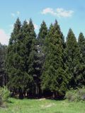 Sequoiadendron giganteum. Взрослые деревья. Крым, ЮВ склон Чатырдагского массива, возле Кутузовского озера. 23 мая 2009 г.