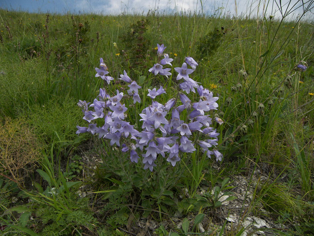 Image of Campanula sarmatica specimen.