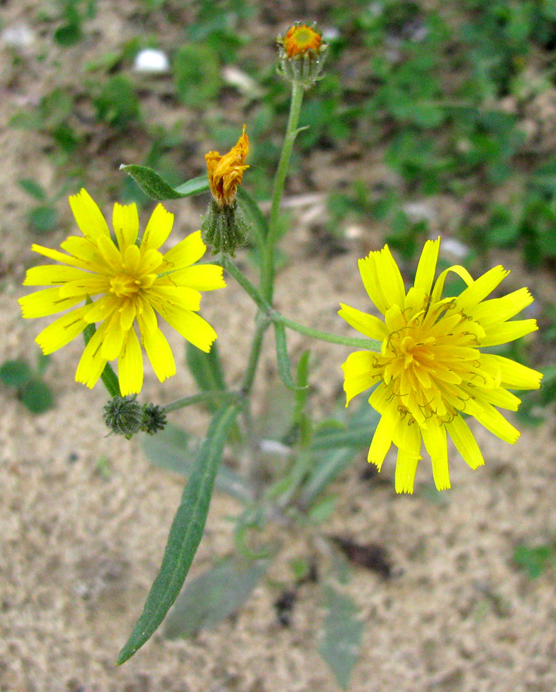 Изображение особи Crepis tectorum.