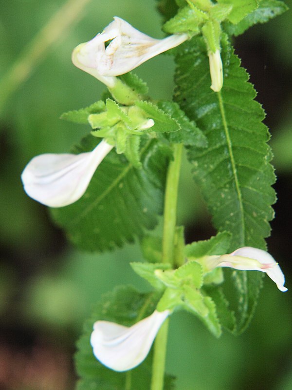 Image of Pedicularis resupinata specimen.