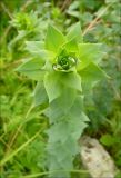 Linaria genistifolia. Верхушка побега. Черноморское побережье Кавказа, г. Новороссийск, на пустыре. Май 2009 г.