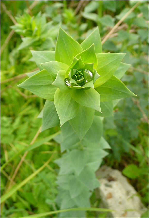 Image of Linaria genistifolia specimen.