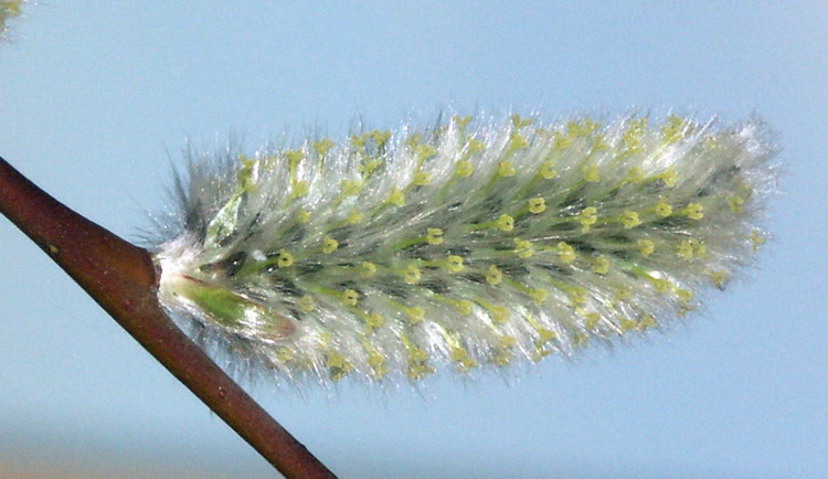 Изображение особи Salix phylicifolia.