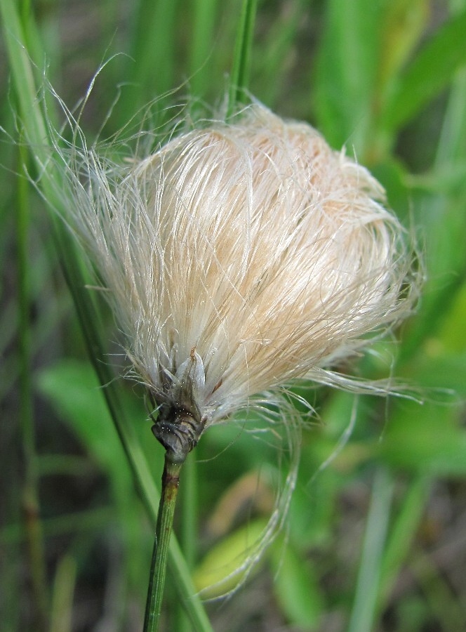 Изображение особи Eriophorum russeolum.