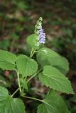 Scutellaria altissima