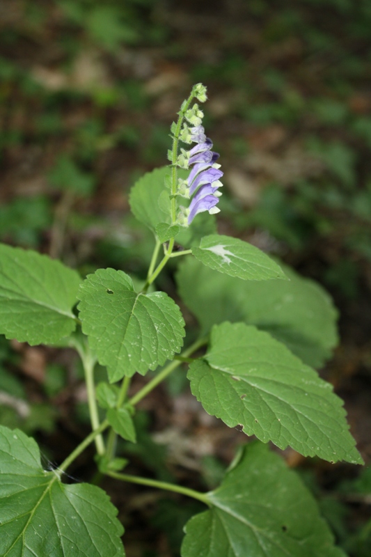 Image of Scutellaria altissima specimen.