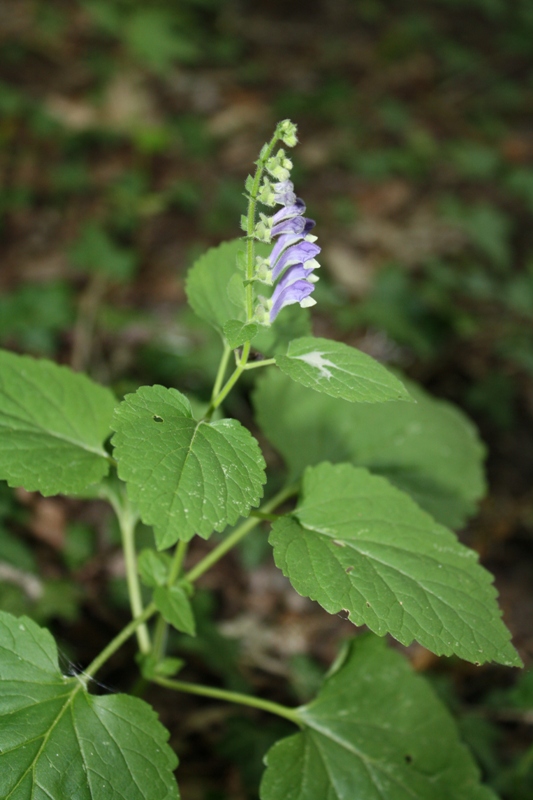 Изображение особи Scutellaria altissima.