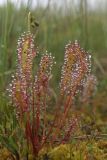 Drosera anglica. Расцветающее растение. Северный Сахалин, Ногликский р-н, зал. Чайво, Северная коса, моховое болото. 29.07.2011.