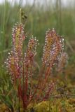 Drosera anglica