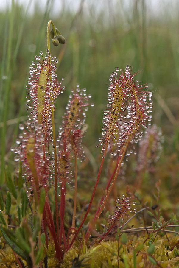 Image of Drosera anglica specimen.