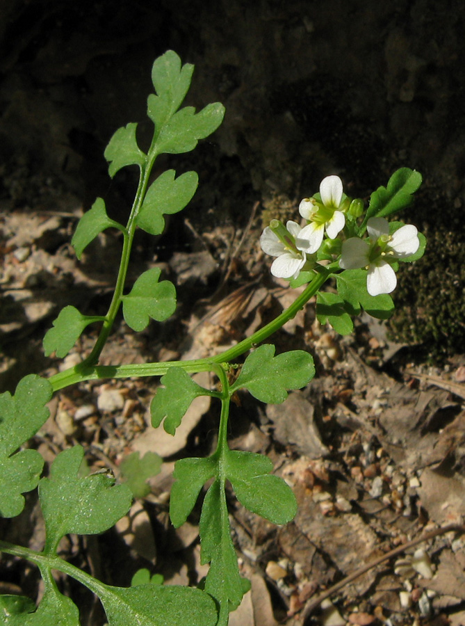 Изображение особи Cardamine graeca.