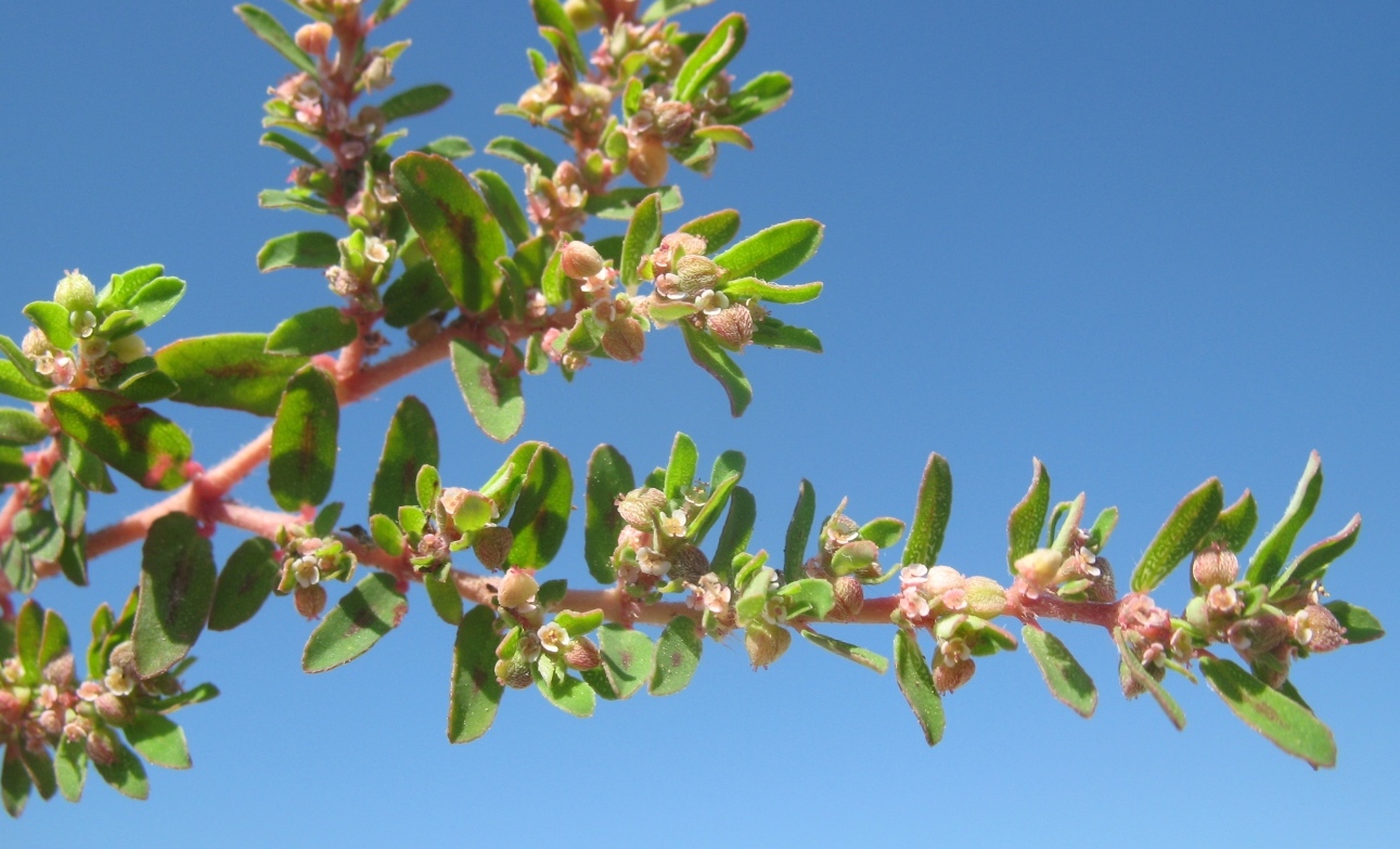 Image of Euphorbia maculata specimen.