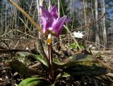 Erythronium sajanense