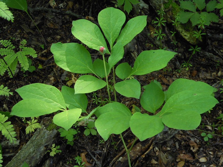 Image of Paeonia obovata specimen.