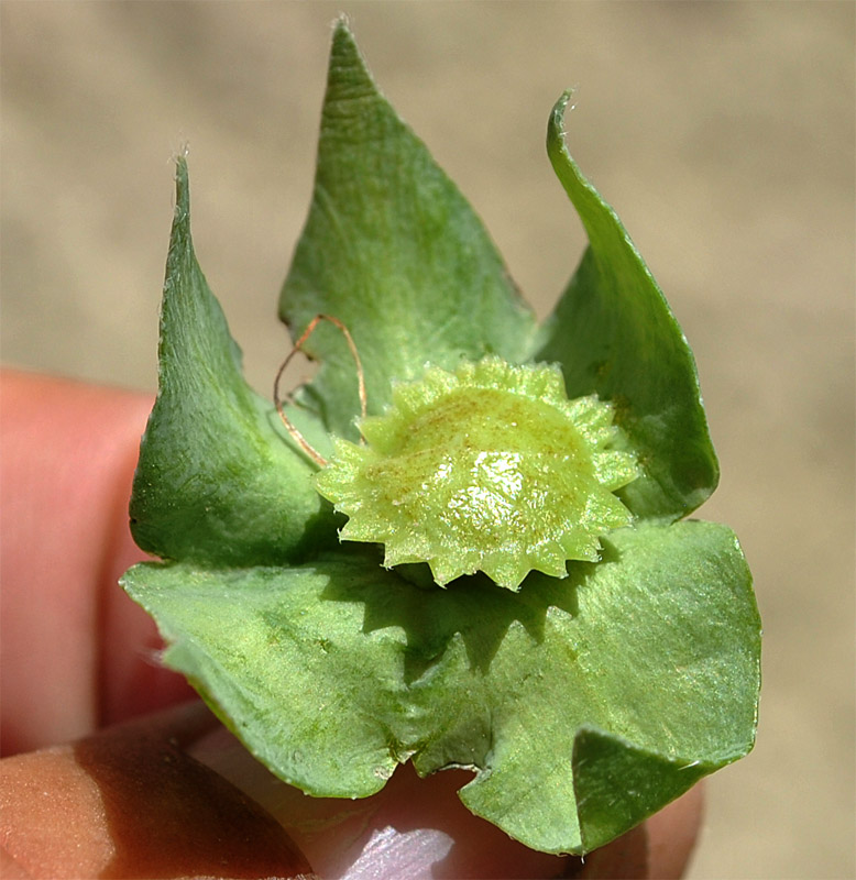 Image of Caccinia macranthera specimen.