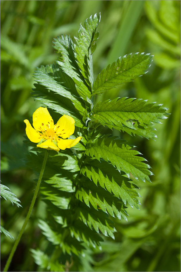 Image of Potentilla anserina specimen.