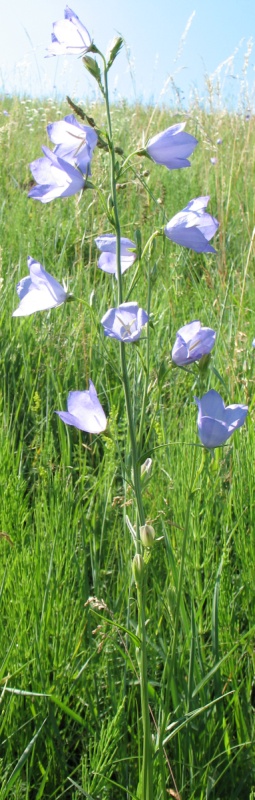 Изображение особи Campanula persicifolia.