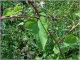 Arctium × mixtum. Часть побега с листом. Чувашия, окр. г. Шумерля, полянка перед Низким полем. 31 июля 2012 г.