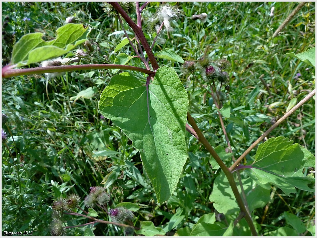 Image of Arctium &times; mixtum specimen.