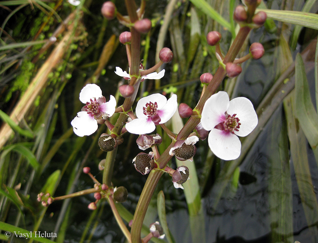 Image of Sagittaria sagittifolia specimen.