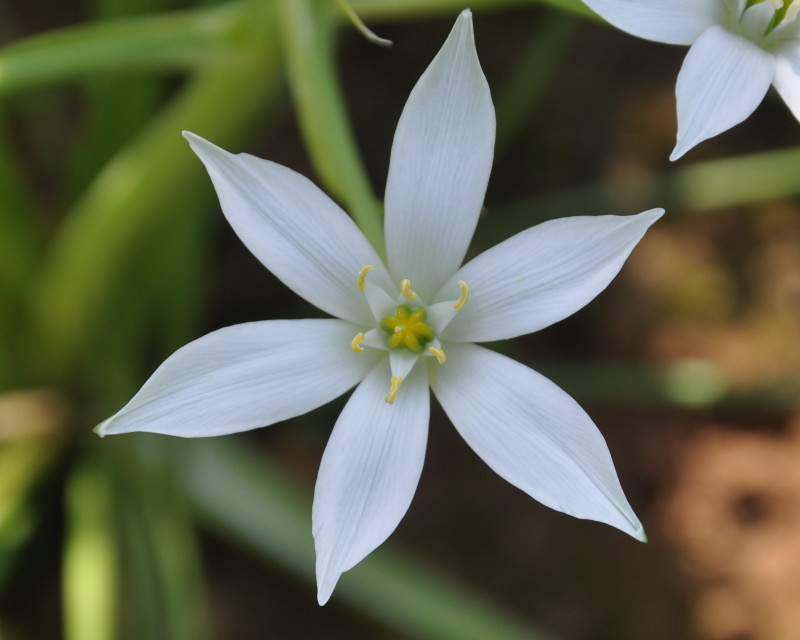 Изображение особи род Ornithogalum.