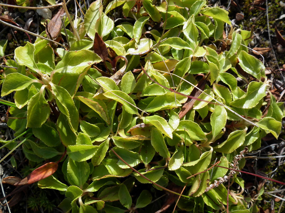 Image of Orthilia secunda specimen.