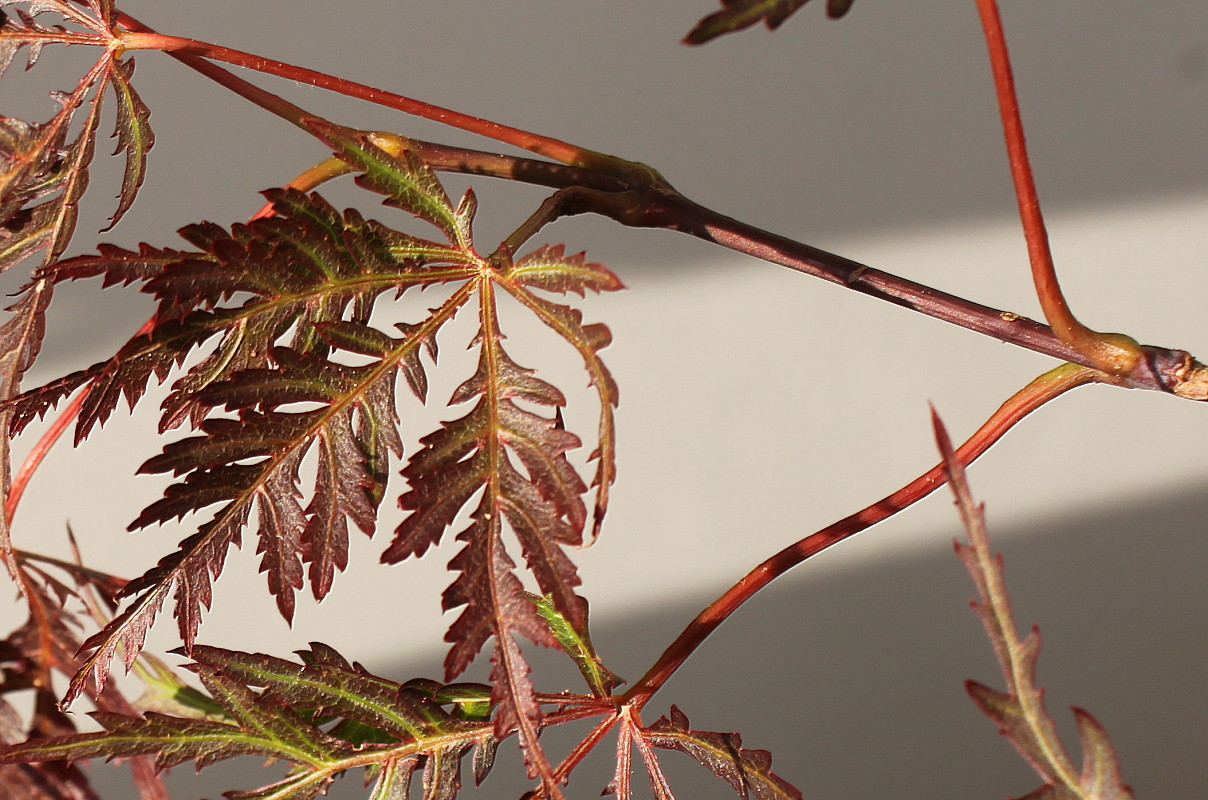 Image of Acer palmatum specimen.
