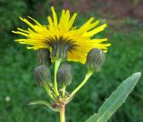 Sonchus arvensis подвид uliginosus. Цветущее и бутонизирующие соцветия-корзинки. Московская обл., сорное в культуре. 21.09.2012.