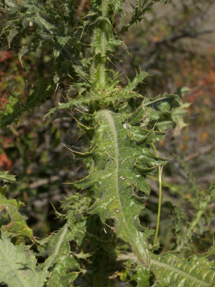 Изображение особи Cirsium aduncum.