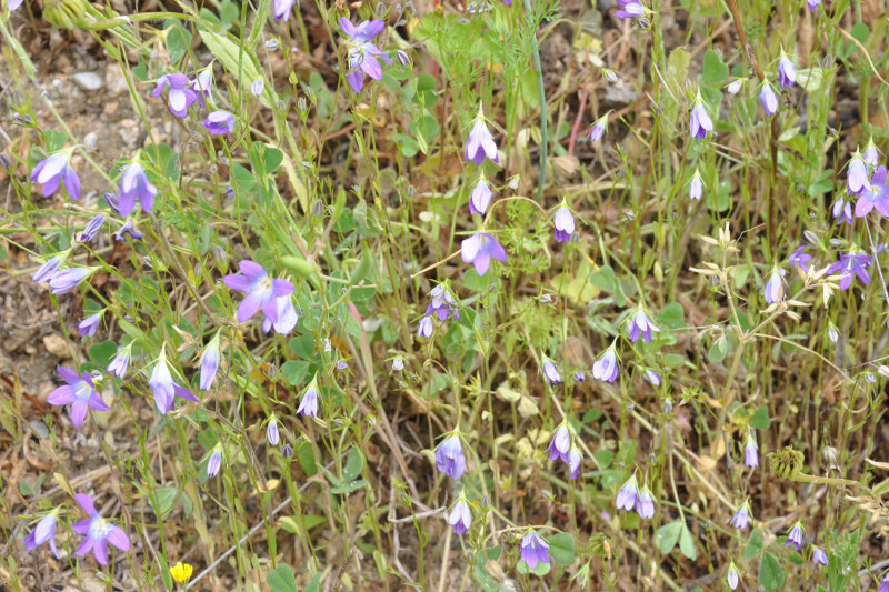 Изображение особи род Campanula.