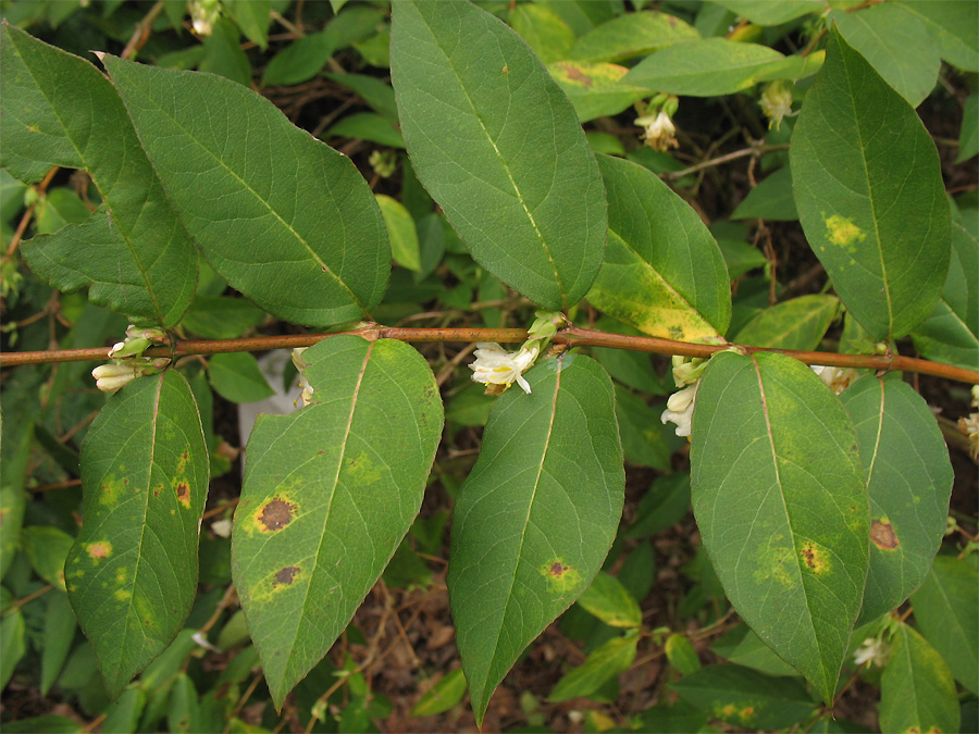 Изображение особи Lonicera × purpusii.